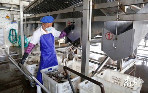 鯪魚罐頭出口逆勢上揚(yáng)，中山食品企業(yè)迎全面復(fù)工熱潮